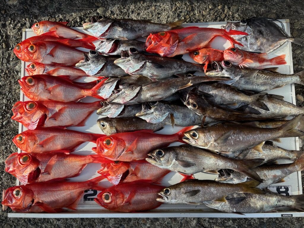 釣果情報～クロムツ・カワハギ・キンメほか